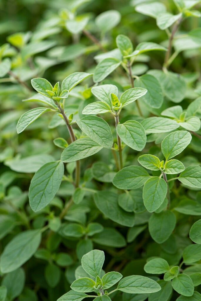 Large Leaf Sweet Basil (30+seeds )