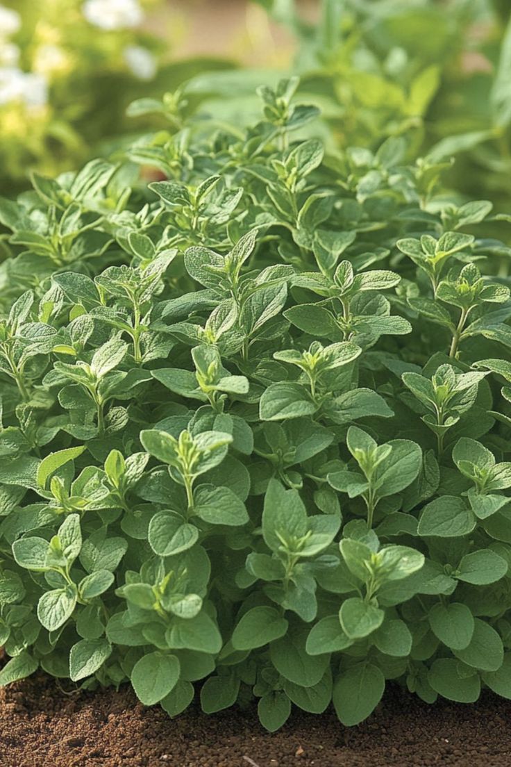 Greek Oregano (30+seeds)