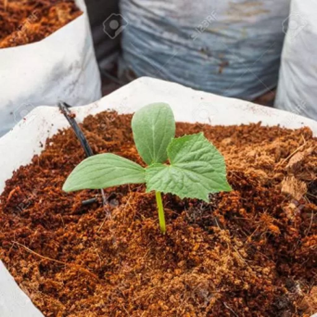 Soil and Fertilizers